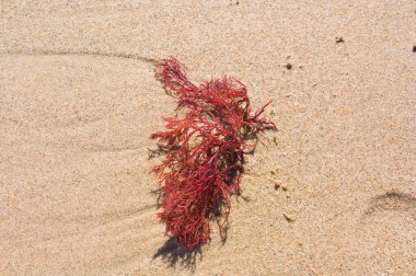 Close-up of a fragment of red algae of the genus Gracilaria (Rhodophyta) on a Mediterranean beach clipart