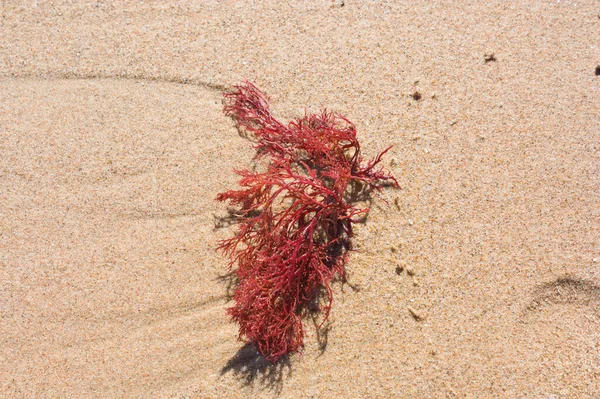 Close-up of a fragment of red algae of the genus Gracilaria (Rhodophyta) on a Mediterranean beach