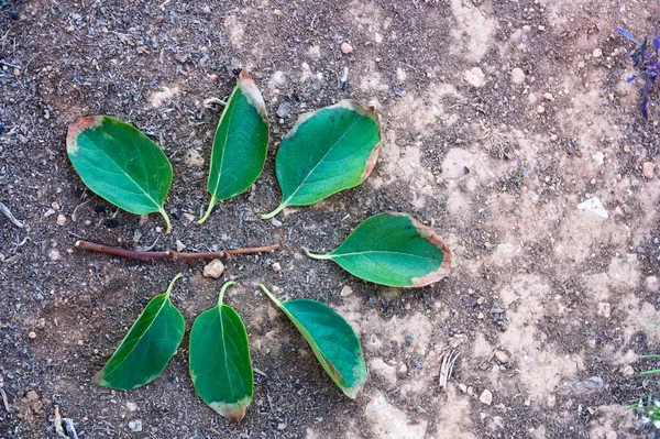 Unas Cuantas Hojas Árbol Caqui Separadas Rama Que Eran Parte — Foto de Stock