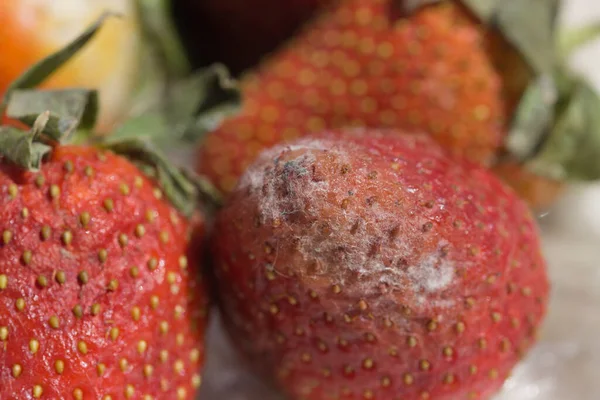 Patojenik mantar olan Botrytis Cinerea 'nın büyümesi nedeniyle bozulan bazı çileklerin yakın çekimi, bu meyvenin yüzeyinde görünen gri küf,