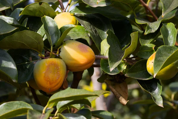 Close-up of a branch with several persimmons affected by excessive exposure to the sun, a physiopathy known as \