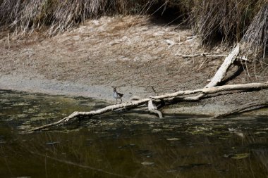 Valencia 'daki Albufera Gölü kıyısında yiyecek arayan bir Actitis hipoleucos görüntüsü (İspanya)