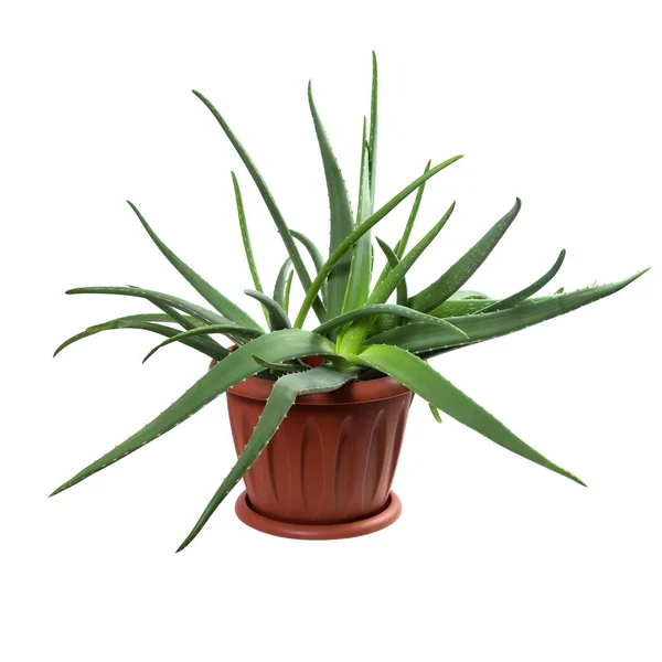 Aloe Vera Vaso Marrom Isolado Fundo Branco — Fotografia de Stock