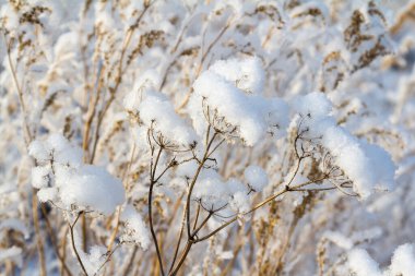 Kurumuş kır çiçeklerinin üzerindeki ilk kar.