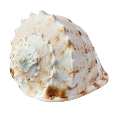 Beyaz arkaplanda deniz kabuğu izole