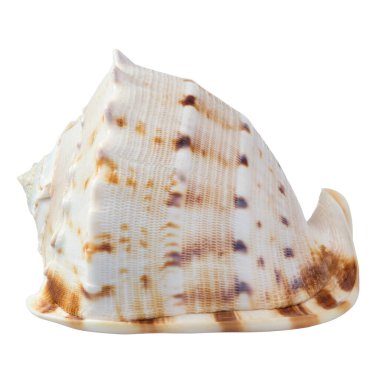 Beyaz arkaplanda deniz kabuğu izole