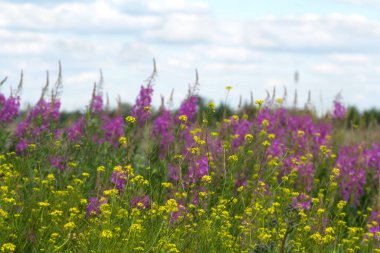 Arka plan olarak gökyüzüne karşı yabani çiçekler. Seçici odak.