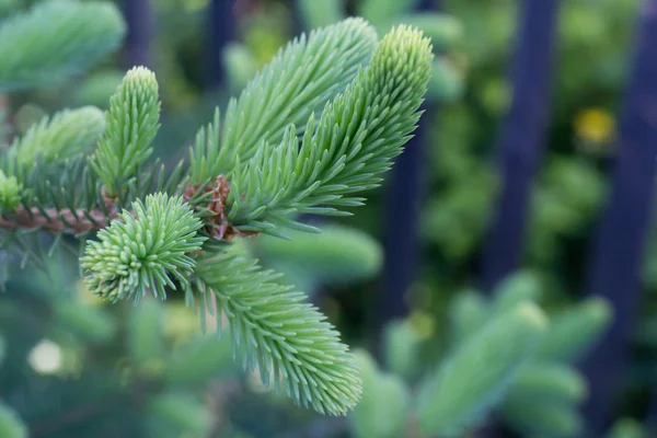 Young spruce trädet grön — Stockfoto