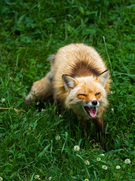 Renard Roux Debout Dans Herbe Verte — Photo