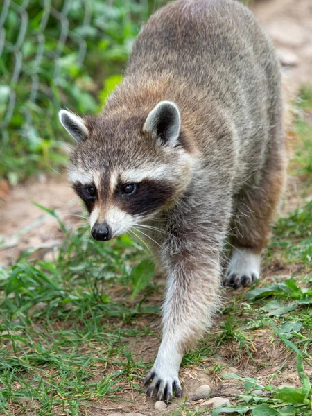 Waschbär Vor Grünem Hintergrund — Stockfoto