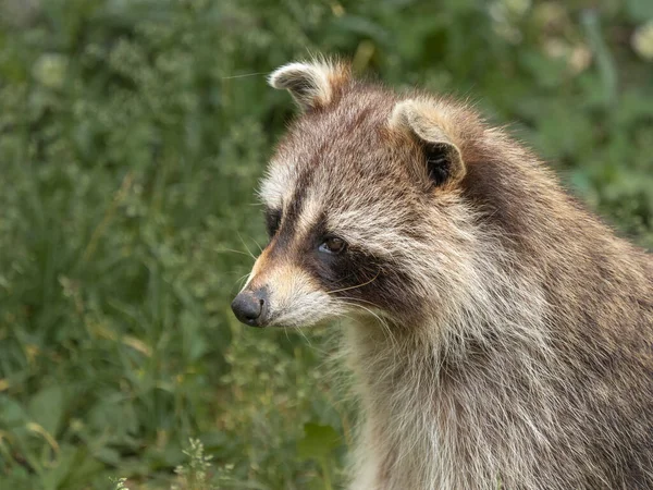 Wasbeer Tegen Een Groene Achtergrond — Stockfoto