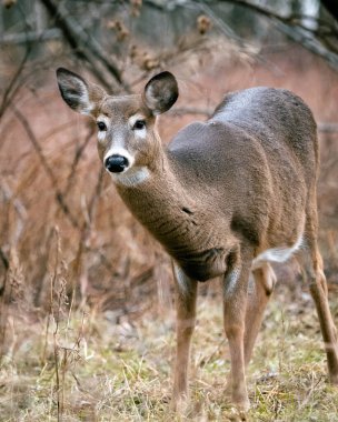 Ormanda duran beyaz kuyruklu geyik.