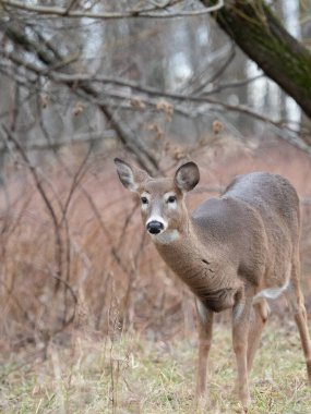 Ormanda duran beyaz kuyruklu geyik.