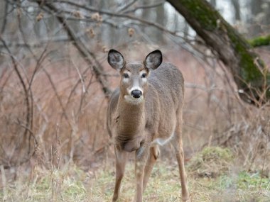 Ormanda duran beyaz kuyruklu geyik.