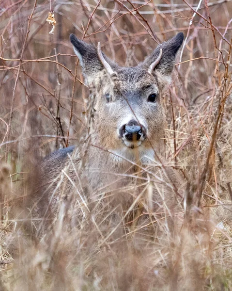 森の中に立つ白鹿 — ストック写真