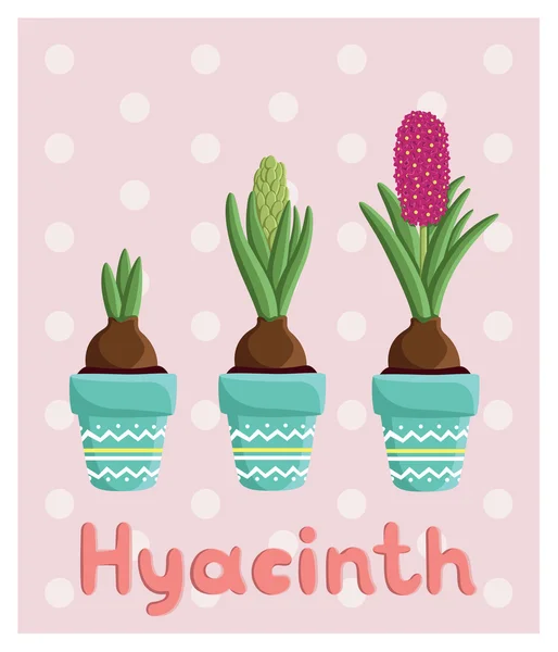 Hyacinths in pots — Stock Vector