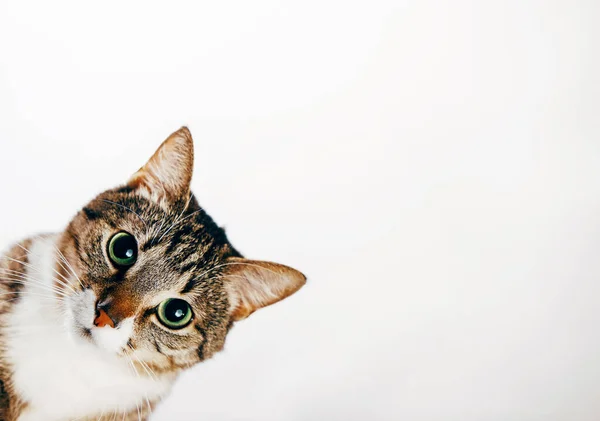 Kedi Dışarı Bakar Beyaz Arka Plandaki Kedi Köşeden Bakar — Stok fotoğraf