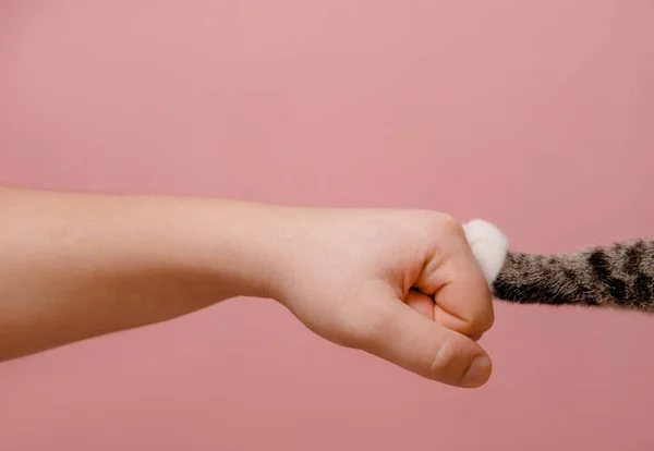 Puño Mano Pata Gato Sobre Fondo Rosa Enfrentamiento Animales Personas —  Fotos de Stock