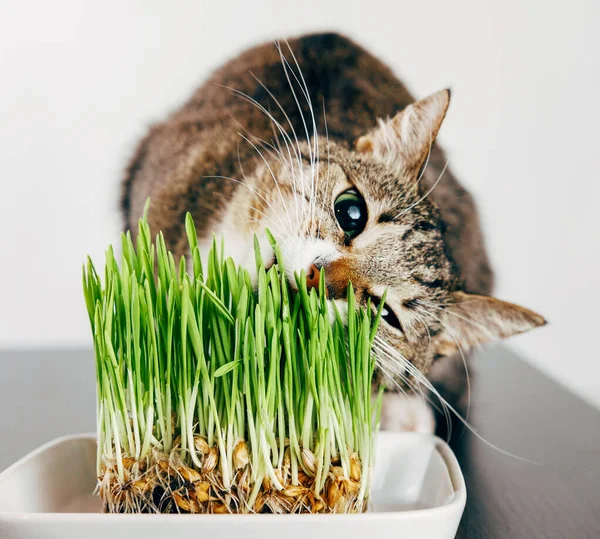 Mooi Tabby Kat Eten Gras — Stockfoto