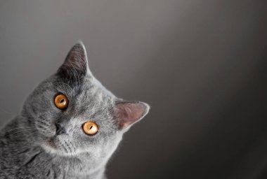 Kedi köşeden bakıyor, güzel gri İngiliz kedisi sarı gözlü, komik şişman kedi