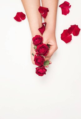 Çiçekler kızın ellerinde, üst manzara, küçük kırmızı güller, beyaz arka planda kırmızı gül yaprakları.