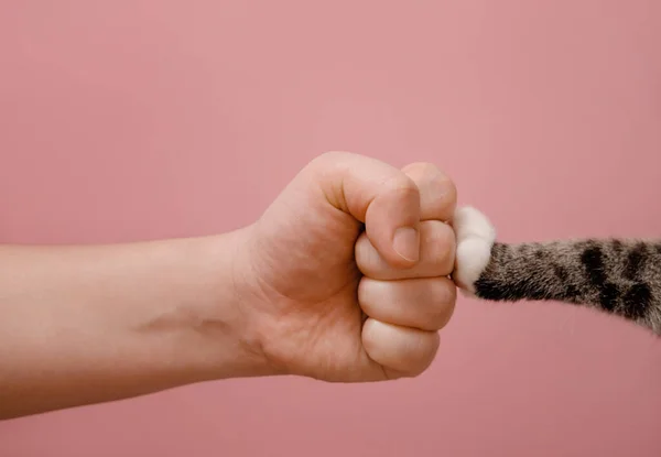 Puño Mano Pata Gato Sobre Fondo Rosa Enfrentamiento Animales Personas —  Fotos de Stock