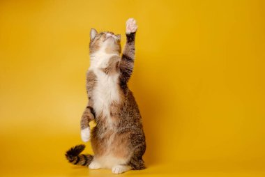 Kedi arka ayakları üzerinde oturuyor ve sarı arka planda pençe atıyor.