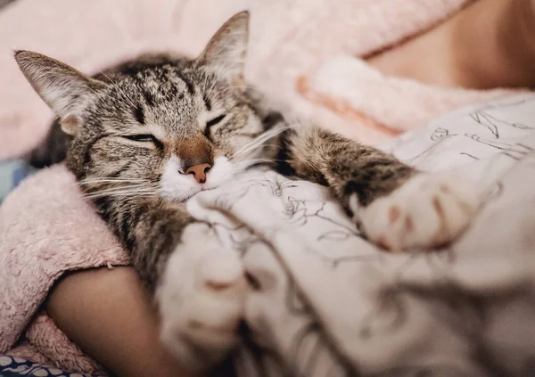 Кошка Спит Молодой Женщиной Смешно Счастливая Морда Кота Кошка Улыбается — стоковое фото
