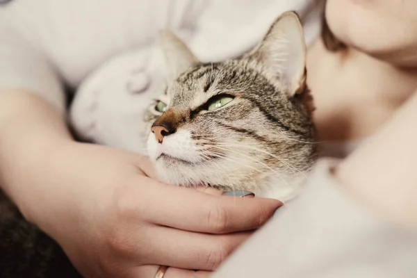 Gato Feliz Proprietário Está Acariciando Gato — Fotografia de Stock