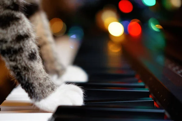 Gatto Sta Suonando Pianoforte Zampe Primo Piano Gatto Pianoforte Piedi — Foto Stock