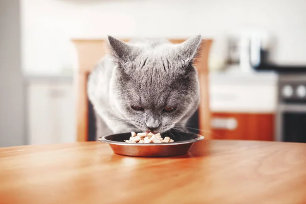 cat eats food from a bowl at the table, beautiful British gray cat,