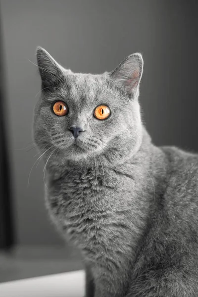 Beautiful British Gray Cat Close Portrait Gray Background Large Yellow — Stock Photo, Image