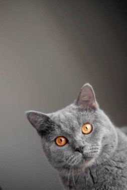 Kedi köşeden bakıyor, güzel gri İngiliz kedisi sarı gözlü, komik şişman kedi
