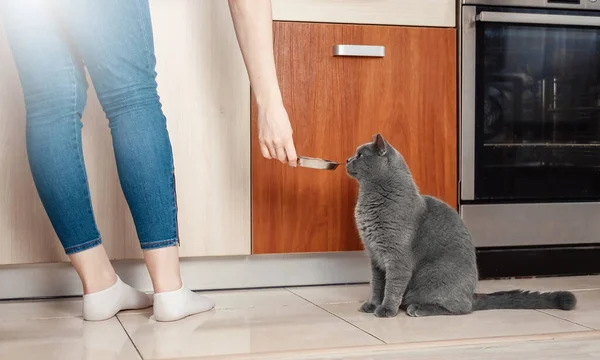Kot Właścicielem Kuchni Kot Prosi Jedzenie Głodny Kot Ręka Zbliżenie — Zdjęcie stockowe
