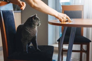 Kedi yemek için uzanıyor, masada yemek, sinsi kedi, masada oturan kedi, adam bir kediyi besliyor