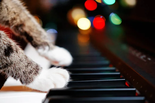 Katze Spielt Klavier Großaufnahme Pfoten Einer Katze Auf Einem Klavier — Stockfoto