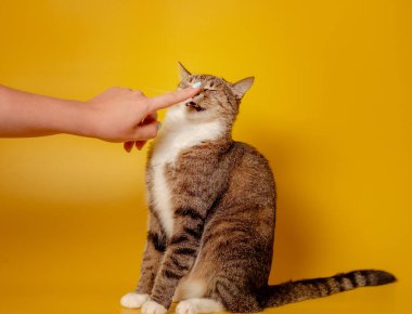 Huysuz kedi ve insan eli sarı arka planda.