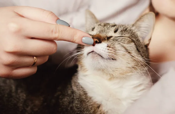 Gelukkig Kat Eigenaar Strelen Kat Kat Snuift Vinger Van Eigenaar — Stockfoto