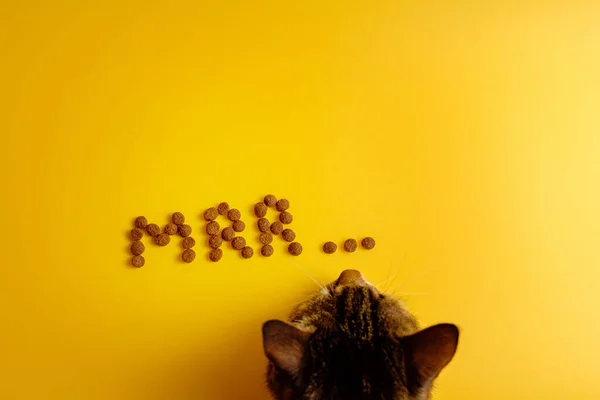 Comida Para Gatos Sobre Fondo Amarillo Presentada Palabra Ronroneo Gato —  Fotos de Stock