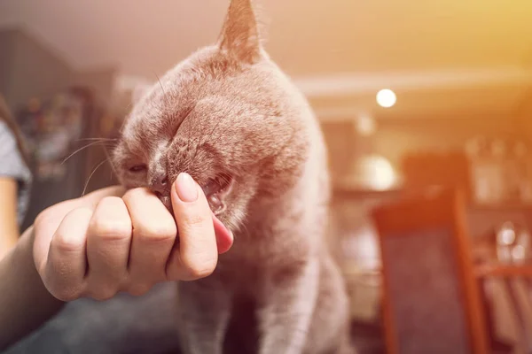 Kat Streelt Hand Van Een Vrouw Close Van Kat Gelukkige — Stockfoto