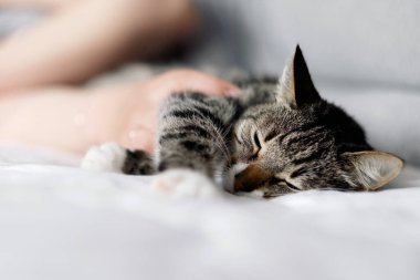 Kedi ve sahibi, kedi uyuyor.