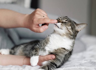 Mutlu kedi, sahibi kediyi okşuyor, kedi sahibinin parmağını kokluyor.