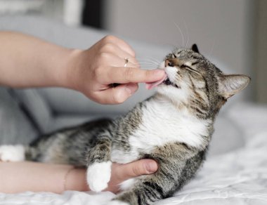 Mutlu kedi, sahibi kediyi okşuyor, kedisi sahibinin parmağını yalıyor.