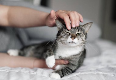 Bir kediyi, kediyi ve sahibini okşamak, komik bir kedi ağızlığı.
