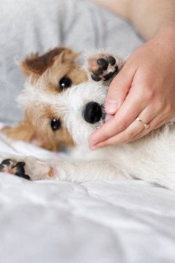 Jack Russell Terrier, sahibinin elini yalıyor. Adam ve köpek yatakta birlikte yatıyor.