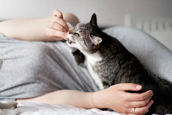 女人喂猫 猫吃女孩的手 快乐而满意的猫和主人在一起 — 图库照片