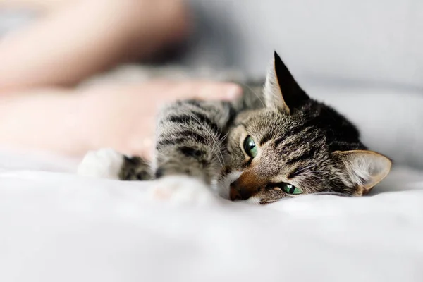 Кошка Хозяин Кошка Спит — стоковое фото