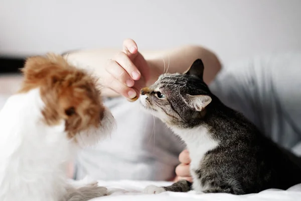 Katze Frisst Aus Frauenhänden Freundschaft Zwischen Katze Und Hund — Stockfoto