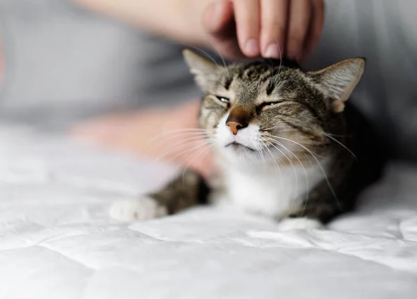 Hand Streichelt Katze Katze Und Besitzer — Stockfoto