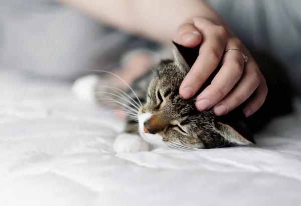 Χέρι Χαϊδεύοντας Μια Γάτα Γάτα Και Ιδιοκτήτη Γάτα Κοιμάται — Φωτογραφία Αρχείου